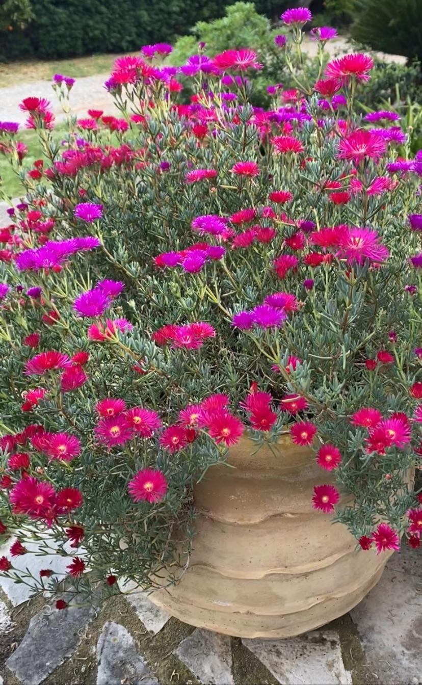 Lavender Farm House نافبكْتوس المظهر الخارجي الصورة