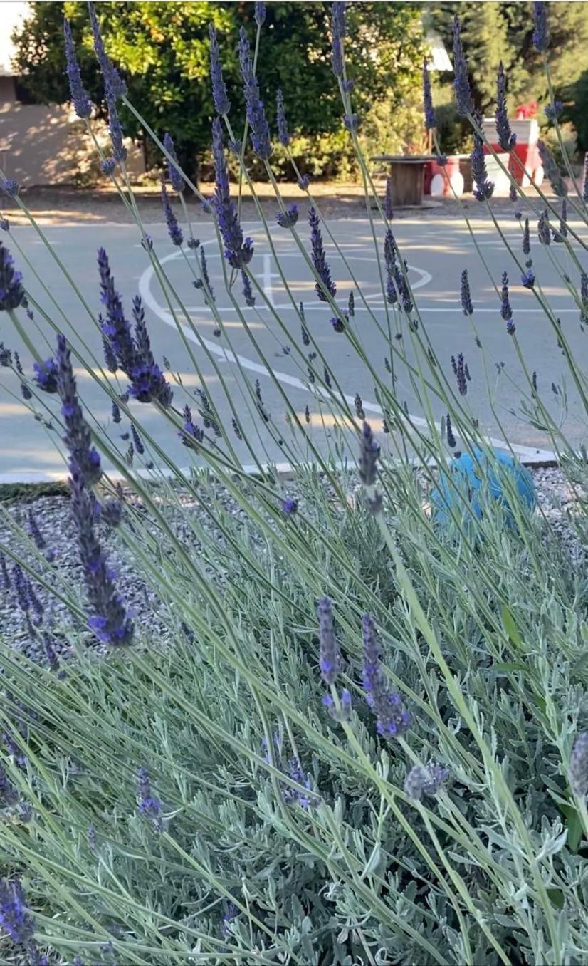 Lavender Farm House نافبكْتوس المظهر الخارجي الصورة