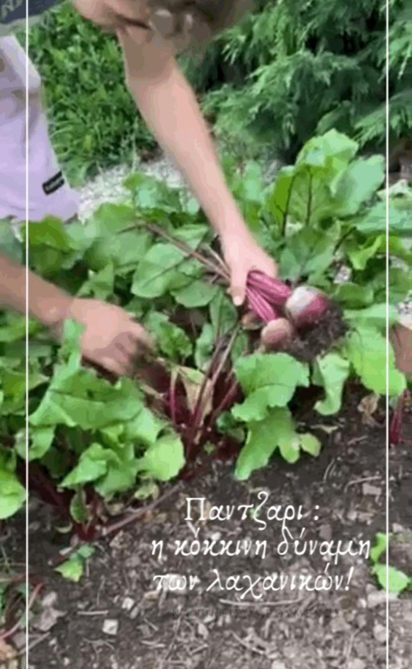 Lavender Farm House نافبكْتوس المظهر الخارجي الصورة