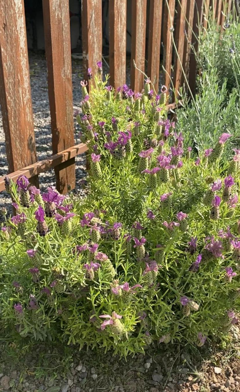 Lavender Farm House نافبكْتوس المظهر الخارجي الصورة